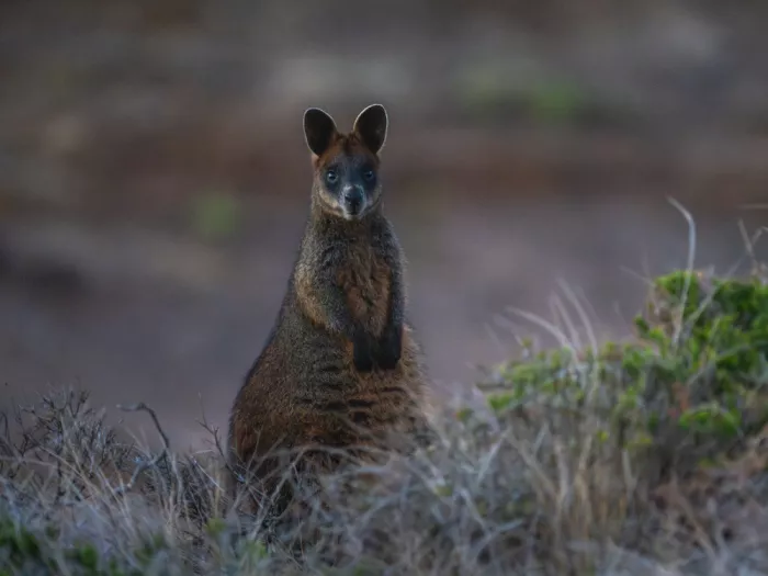 Yu, Zhen James: Wallaby