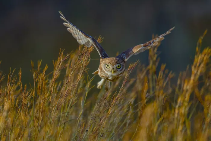 Manusevich, David: Petit hibou