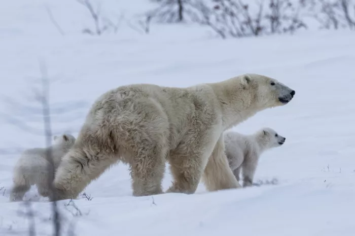 Qin, Xuemei: Into the Wild with Mom
