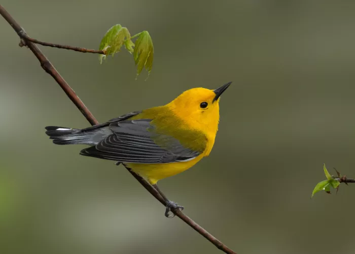 Zhang, Robert: Parula settentrionale su un ramo primaverile