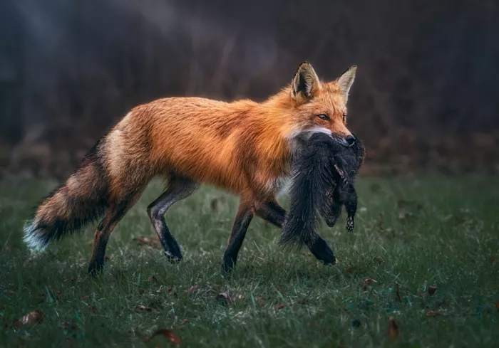 Ben.C.L: Chasse matinale