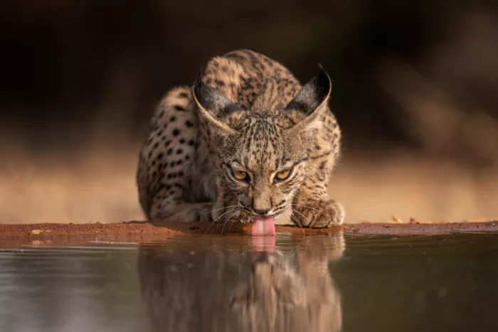 Gil, Ignacio José: Iberian lynx 1