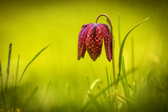 Ticu, Constantin: The beauty of spring