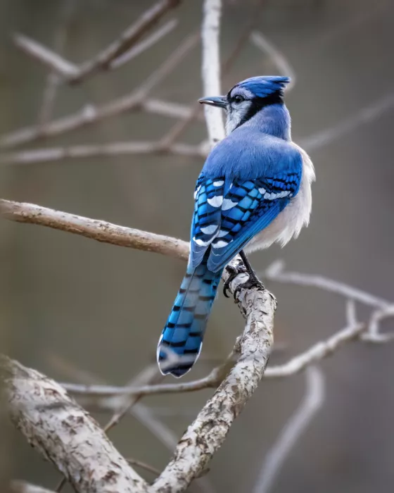 Cai, Xiao: Blue Jay