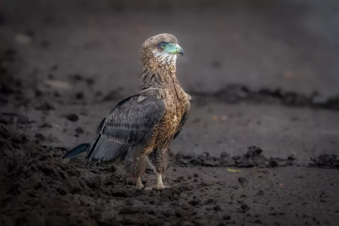 Sink, C. Jeffrey: Immature Tawny Eagle