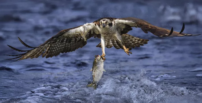 Gu, Zeren: Osprey in Hunting