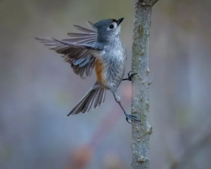 Cai, Xiao: Tufted Titmouse