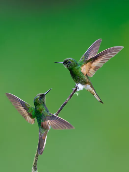 Dhesi, Rajat: 