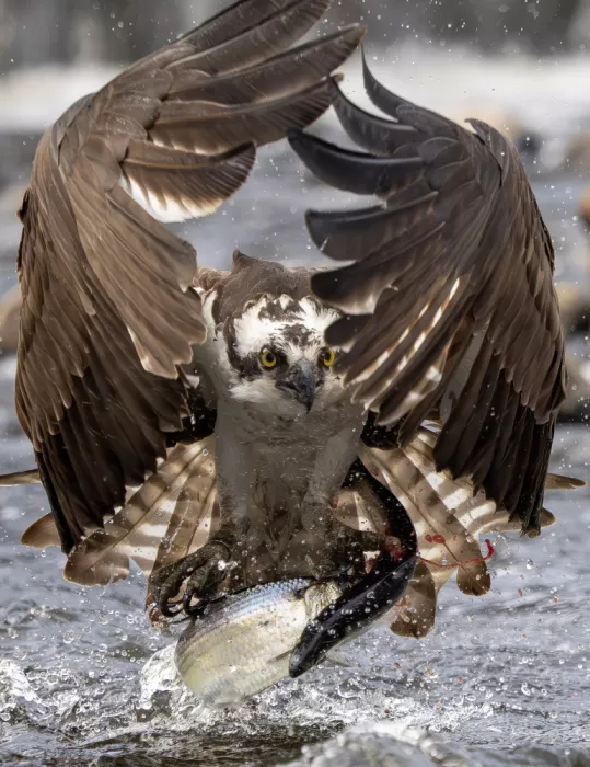 Qin, Feng: The Osprey caught two fish!