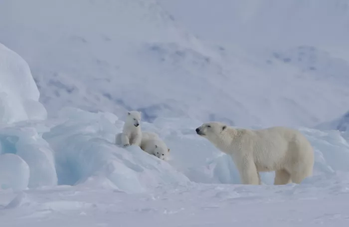 LI, MIN: Familia de osos polares