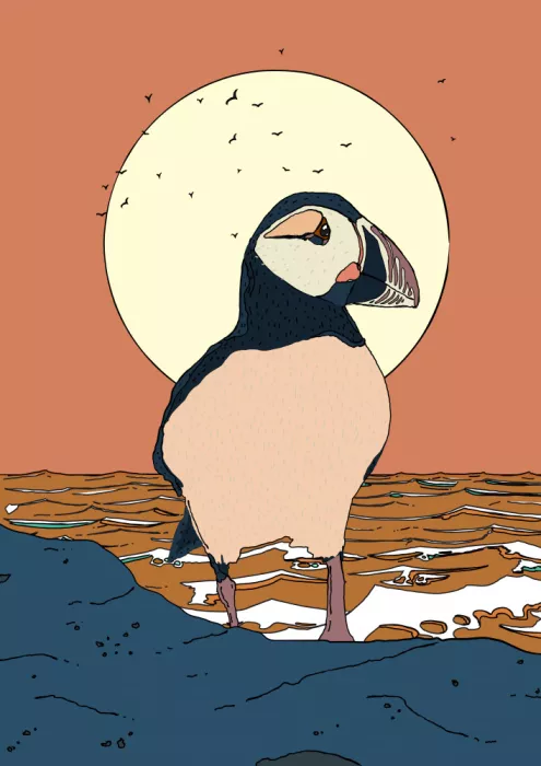Nicholas: Papageientaucher bei Sonnenuntergang