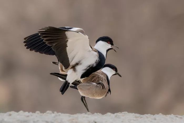 Procaccia, Itamar: Spur-winged Lapwings