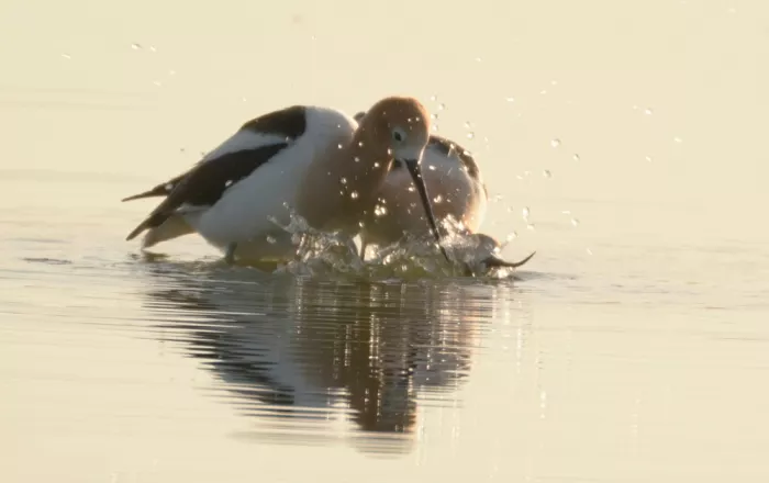 Qin, Xuemei: Avocets in Harmony