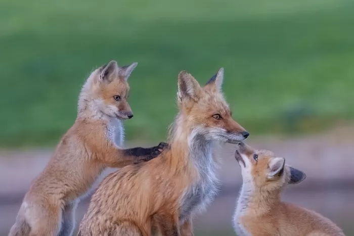 Qiu, Jenny: Mother Fox and Her Kits
