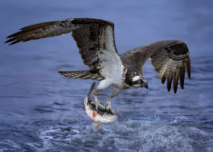 Gu, Zeren: Nice Catch