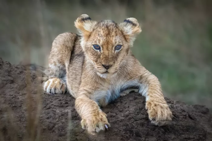 Sink, C. Jeffrey: The lonely cub