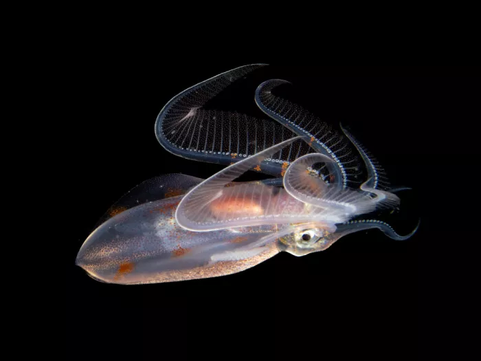 Tov, Ben Ilan: Diamond Squid