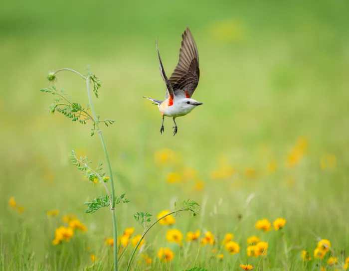 Li, Alex: Scissor tailed flycatcher