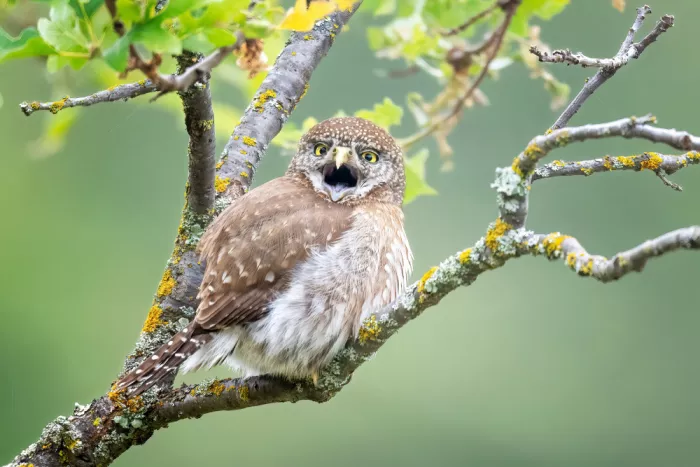 Lipinghu: Northern Pygmy-Owl singing in the tree