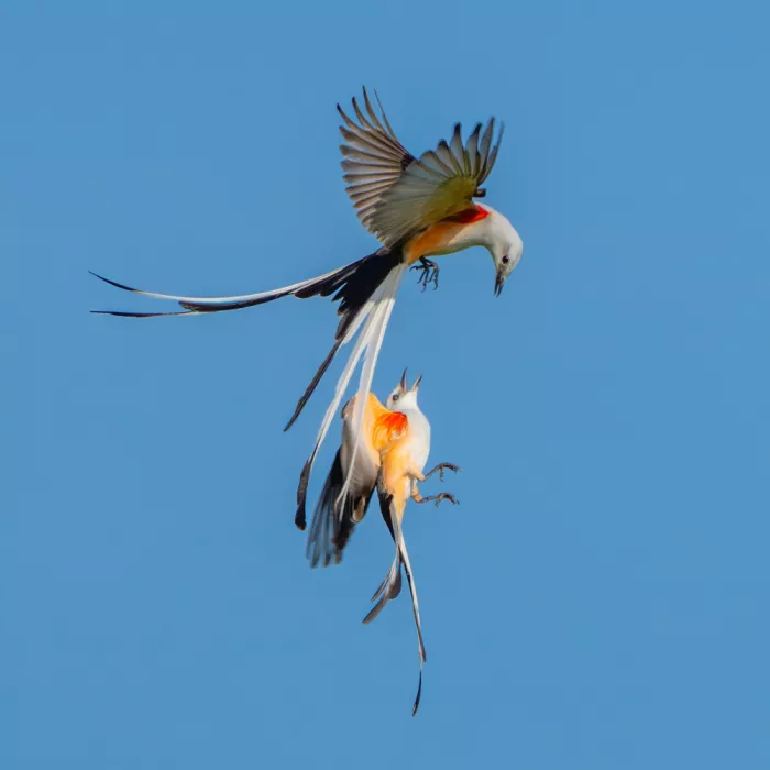 Li, Alex: Scissor tailed flycatchers in fight
