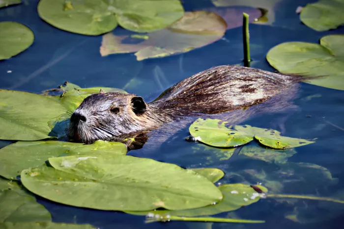 Bencic, Bojan: Swimming