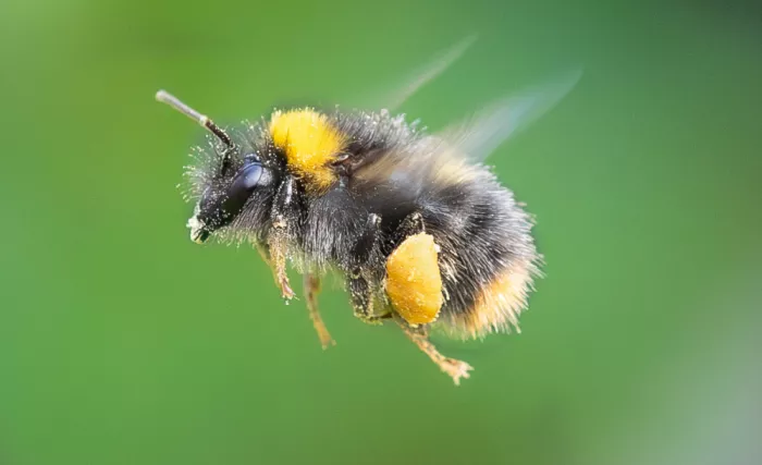 Mendoza, Danny: Bumble bee