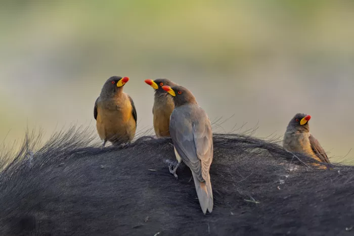 Catta, Alessandro: Red Billed Oxpeckers