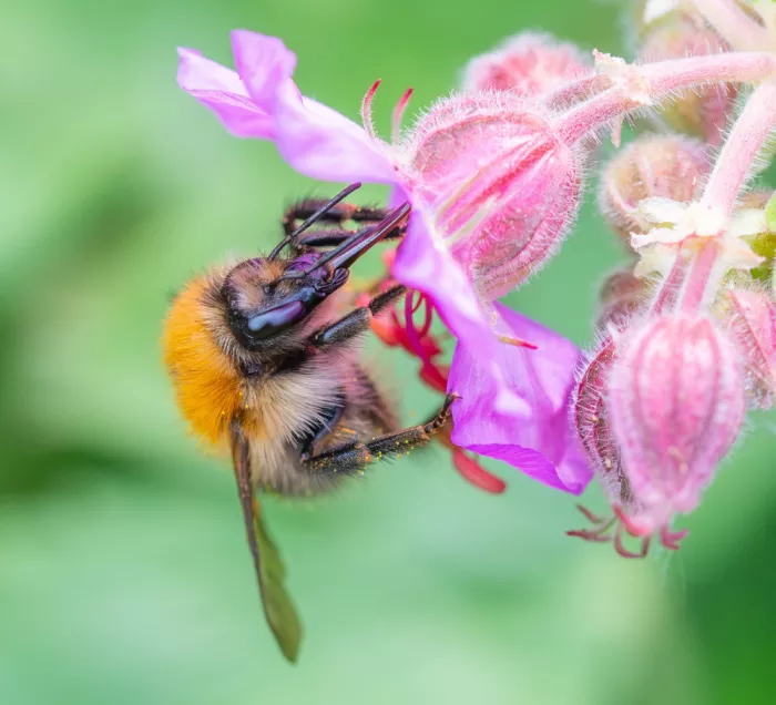 Mendoza, Danny: Bumble bee