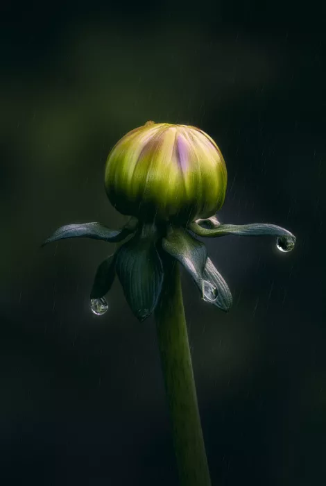 Ben.C.L: Bailarina bajo la lluvia