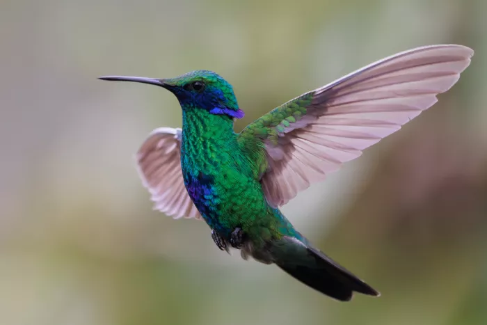 Chen, Davidhx: Humming Bird