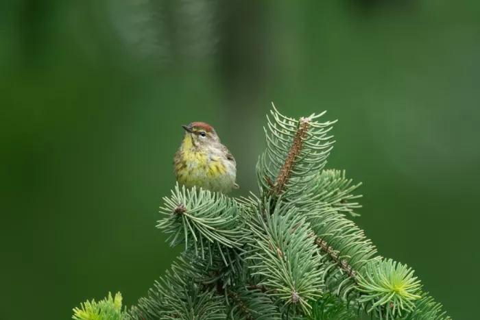 Zhang, Robert: Parula di Palude sulla Punta di Pino Primaverile