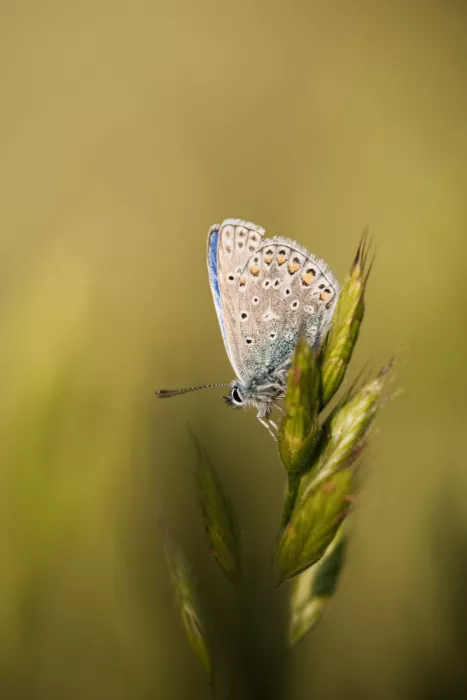 Renmyr, Magnus: Common blue butterfly in a soft setting