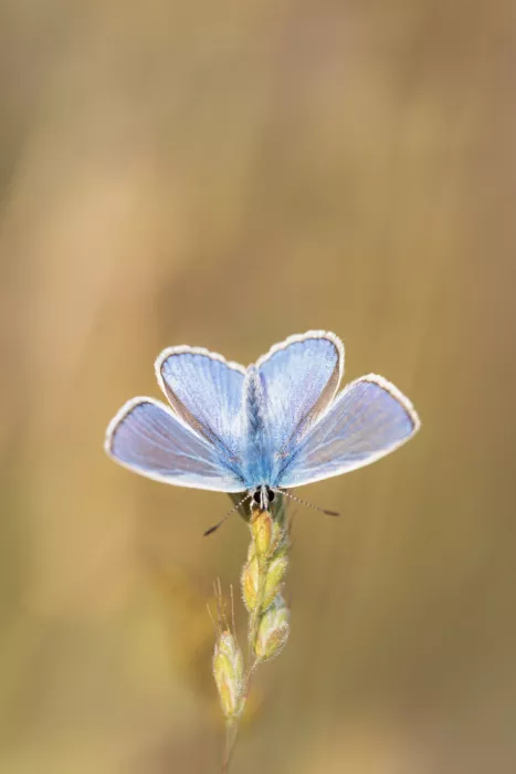 Renmyr, Magnus: Common blue butterfly in a soft setting