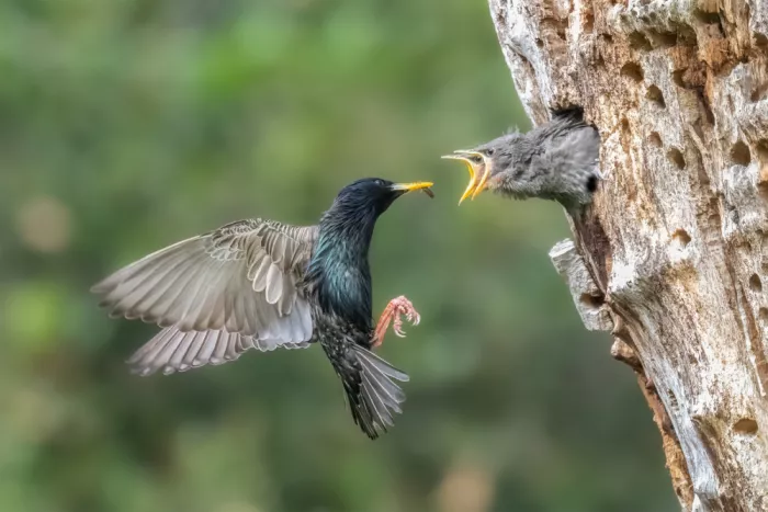 Lipinghu: Mother bird and her hungry babies