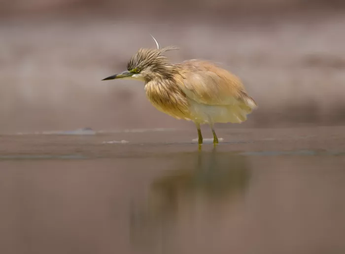Procaccia, Itamar: Squacco Heron at sunrise