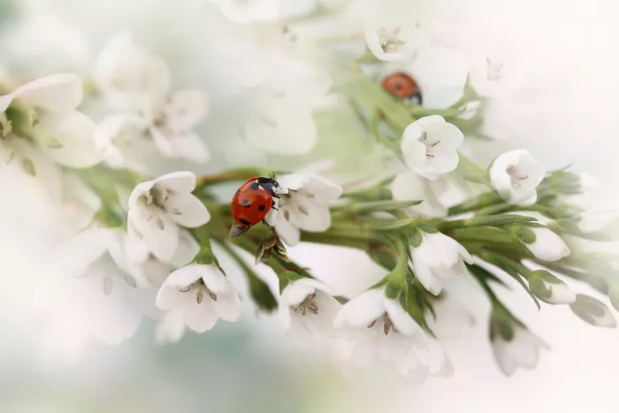 Deelen, van Ellen: Ladybird(s)