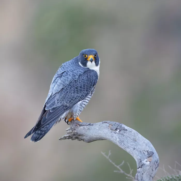 (吉星高照), Taksing: Peregrine Falcon