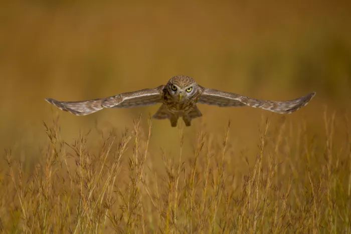 Manusevich, David: Little owl