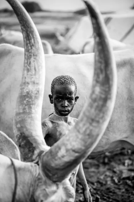 Yosifov, Svetlin: Boy frame cow