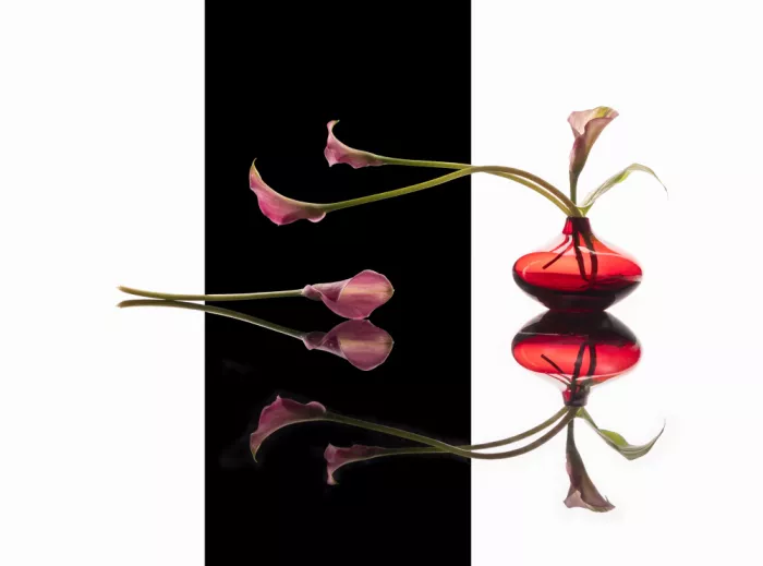 Mao, Dianne: Lirio rosa en jarrón rojo