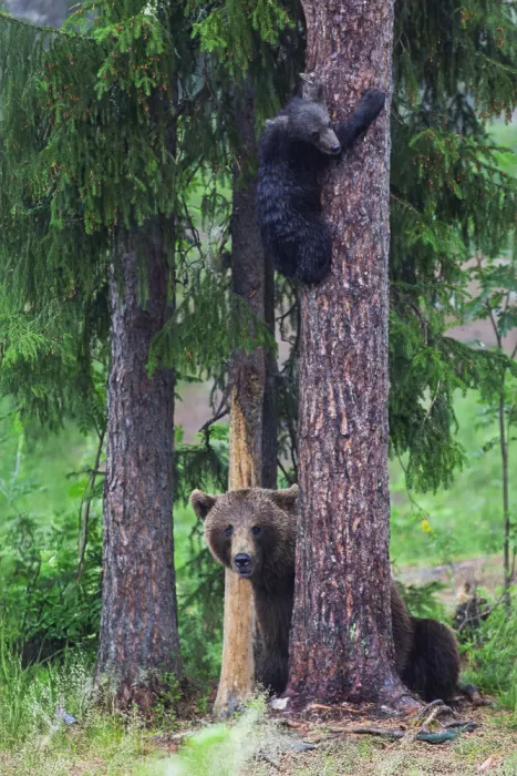 Catta, Alessandro: Climbing Lesson