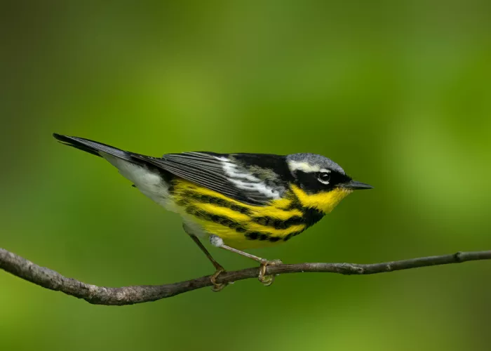 Zhang, Robert: Fiamma della foresta: Parula della magnolia
