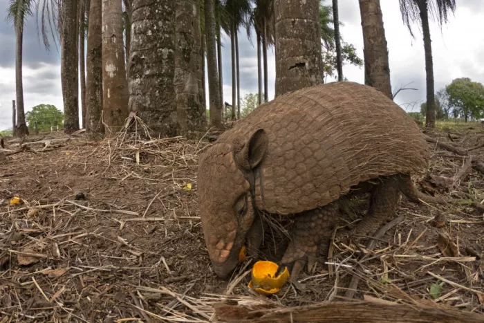 Pozzi, Marco: Yellow armadillo