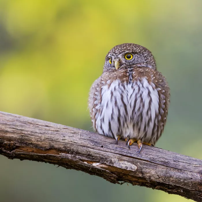 (吉星高照), Taksing: Northern Pygmy Owl