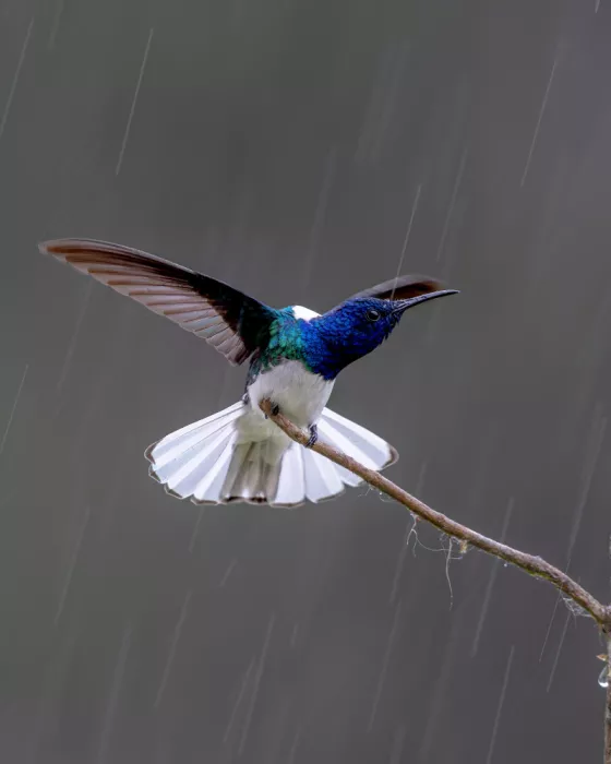 Lu, Bill: Tanzen im Regen