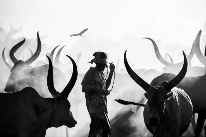 Yosifov, Svetlin: Mundari cow silhouettes