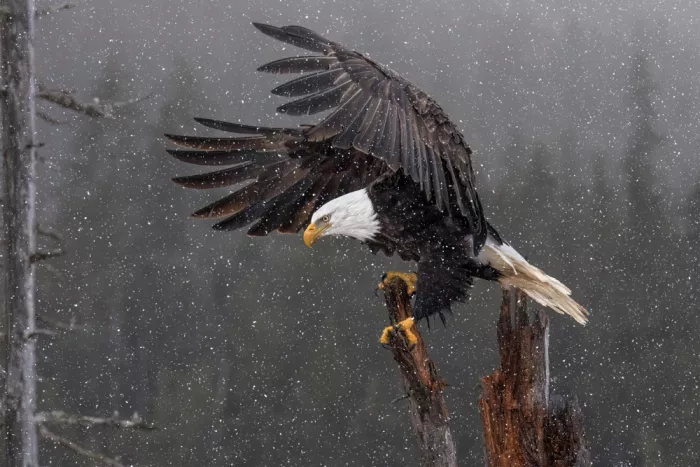 Zuo, Jun: Weißkopfseeadler im Schnee