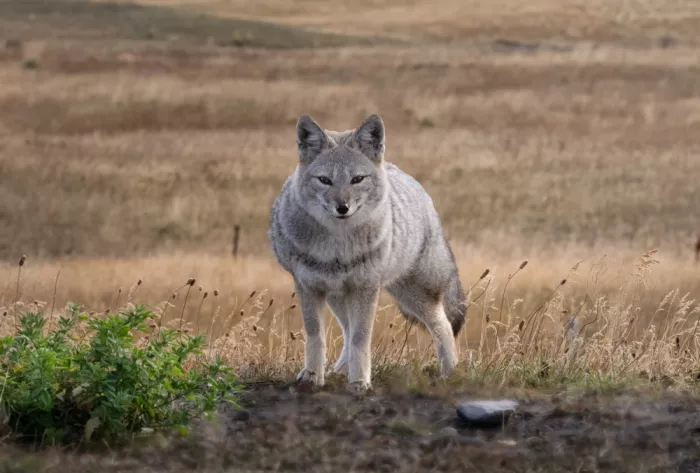 Liang, Ken: Volpe andina della Patagonia