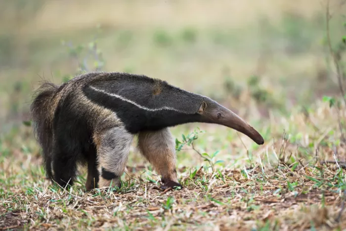 Pozzi, Marco: Anteater
