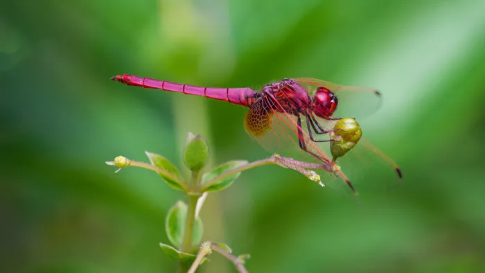 WONG, LIANG TWEE: The red drangonfly